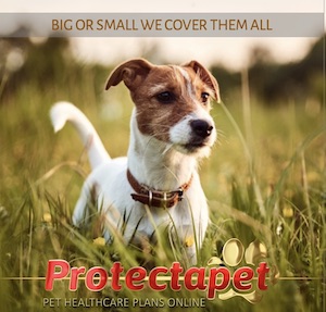 Small dog in the grass advertising Protectapets pet healthcare plans cover any breed any age